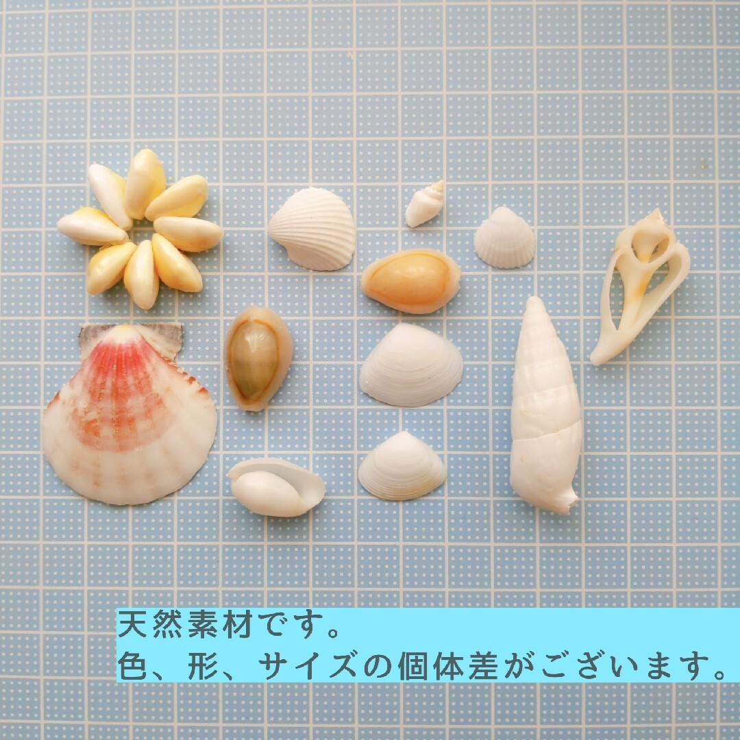 シェルパーツ　貝殻　貝がら　ナチュラル　天然素材　装飾　結婚式　海　工作　ハワイ ハンドメイドの素材/材料(各種パーツ)の商品写真