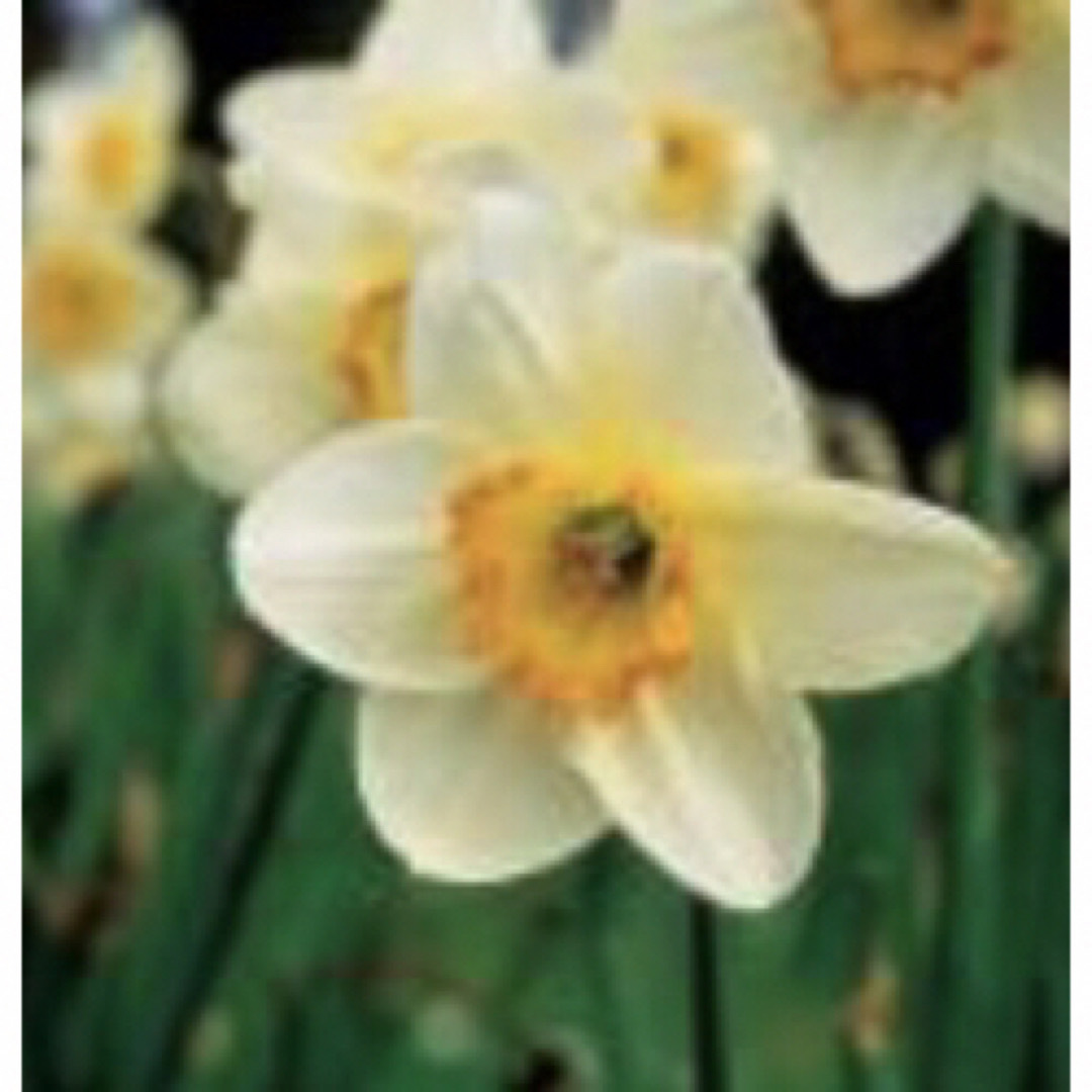 ナルキサス[Narcissus](25ml)パシフィックエッセンス コスメ/美容のリラクゼーション(その他)の商品写真