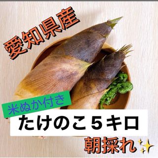 愛知県産タケノコ5キロ【米ぬかサービス】(野菜)