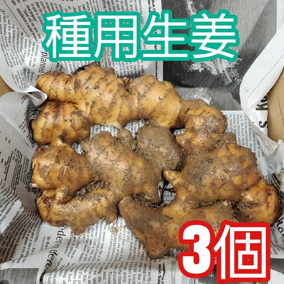 種生姜(200～300g)3個 食品/飲料/酒の食品(野菜)の商品写真