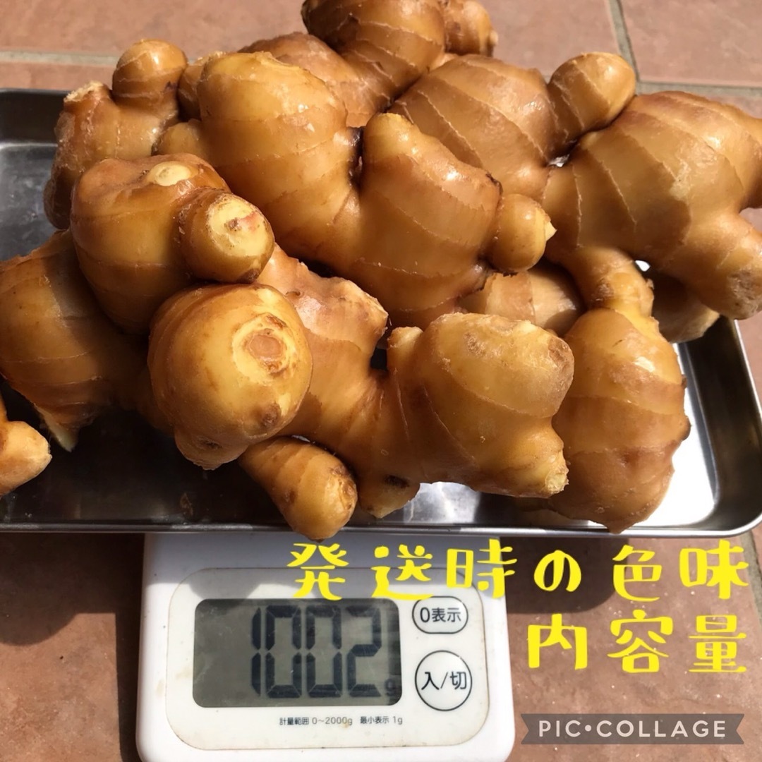 ひね生姜　愛媛県産　約1kg 食品/飲料/酒の食品(野菜)の商品写真