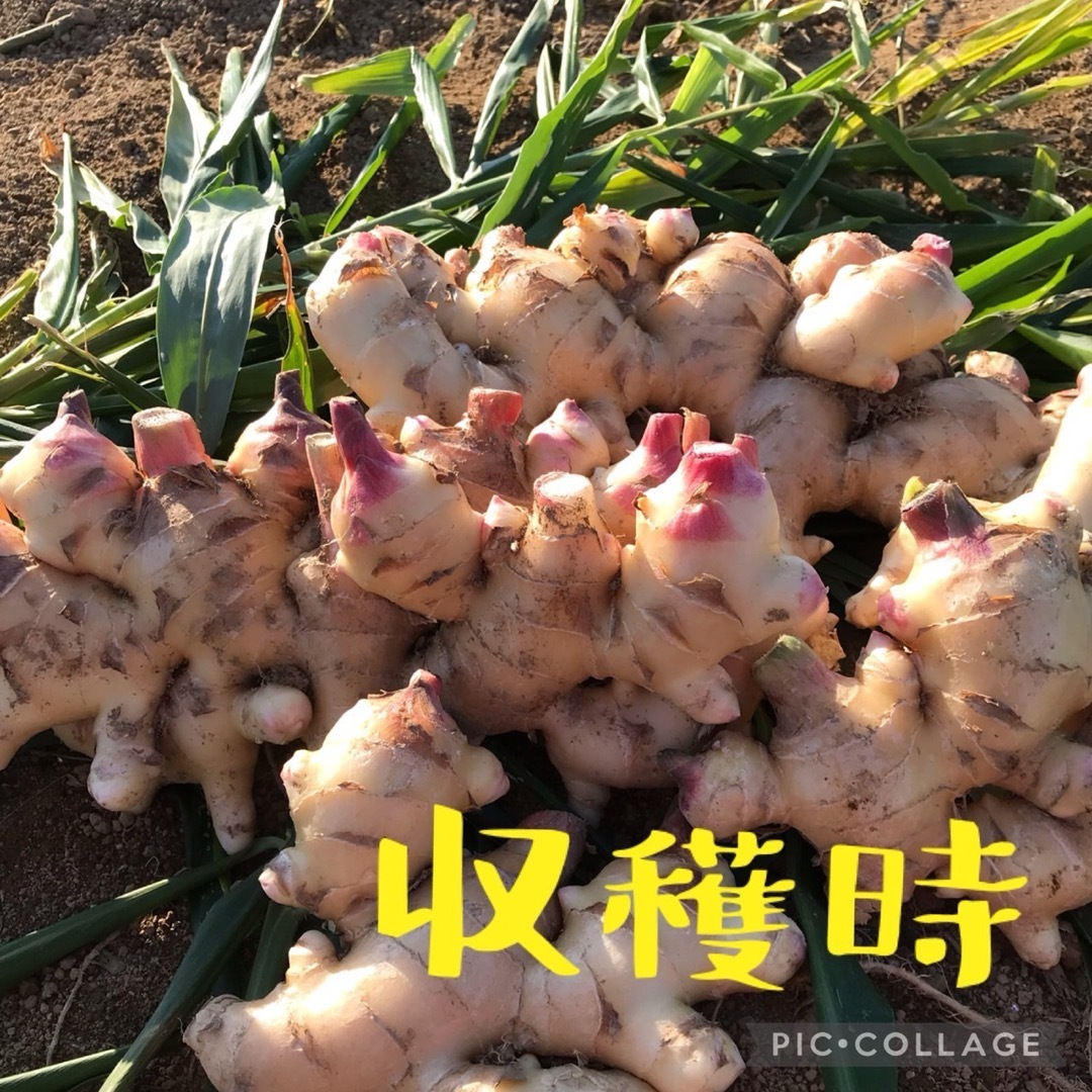 ひね生姜　愛媛県産　約1kg 食品/飲料/酒の食品(野菜)の商品写真