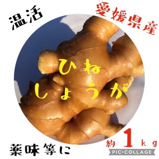 ひね生姜　愛媛県産　約1kg(野菜)