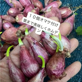 エシャロットShallotホムデン苗20個サイズバラバラ。ベットボトルでもok(野菜)