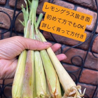 ベトナム最高香り柔らかい種レモングラス抜き苗3本(野菜)