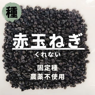 【種】タマネギ　くれない　無農薬　60粒(野菜)