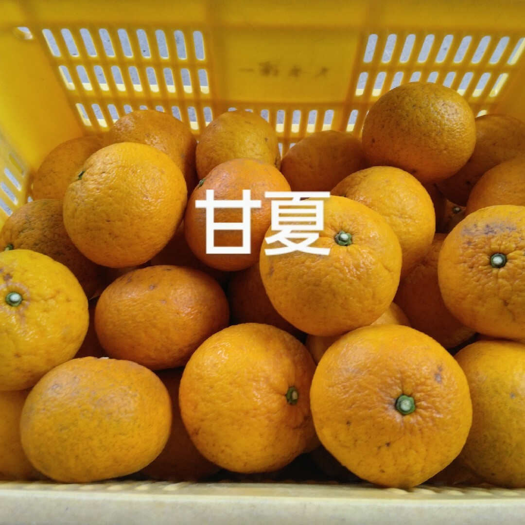 い甘夏5kg、広島県産産地直送家庭用農薬不使用ビタミンC 食品/飲料/酒の食品(フルーツ)の商品写真