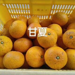 い甘夏5kg、広島県産産地直送家庭用農薬不使用ビタミンC(フルーツ)