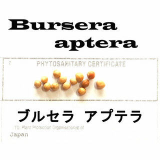 12月入荷 5粒 ブルセラ アプテラ BURSERA APTERA 種子 種(その他)