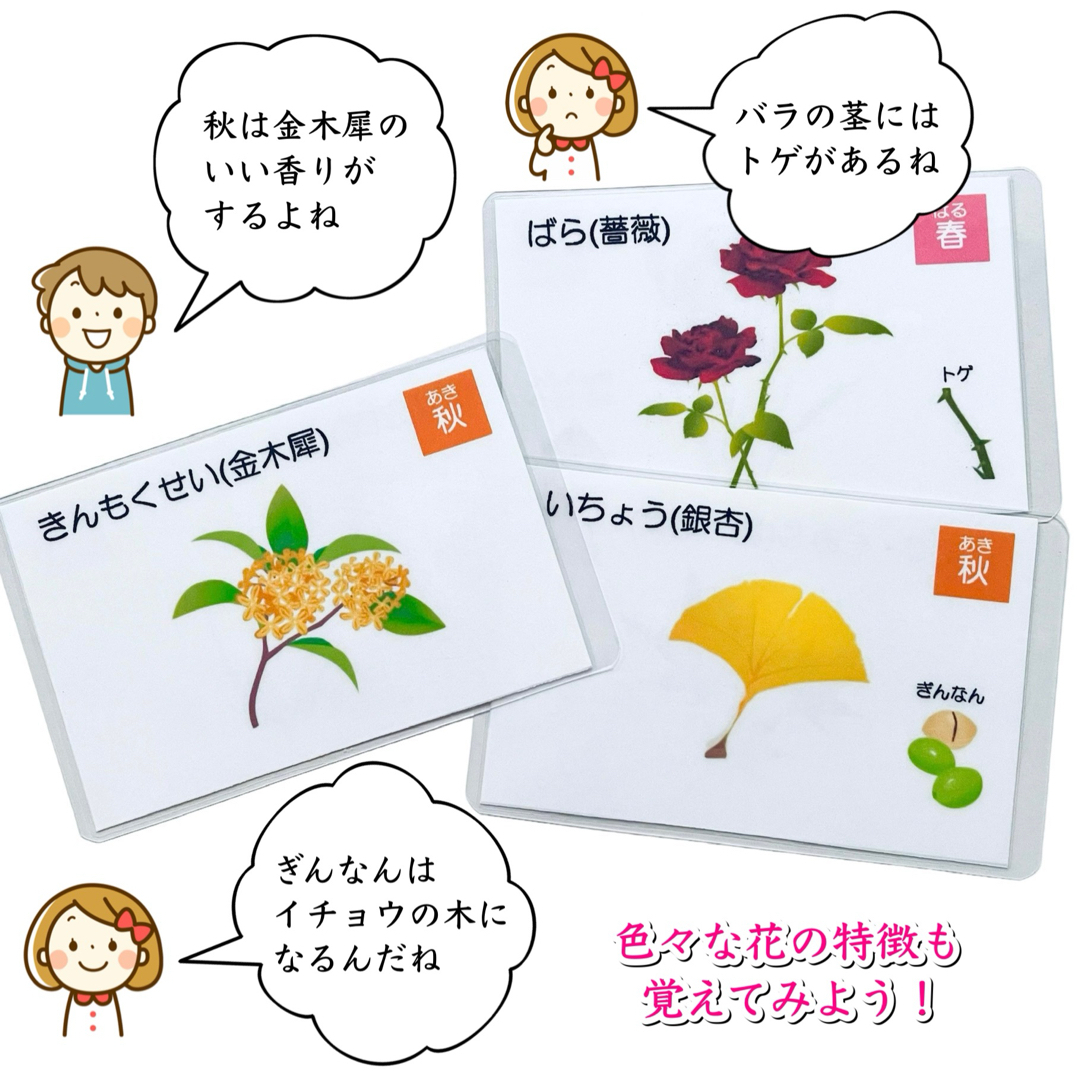 季節の花カード　小学校受験教材　理科的常識　幼児教育　知育　きせつカード キッズ/ベビー/マタニティのおもちゃ(知育玩具)の商品写真