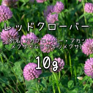 【レッドクローバーの種】10g 種子 赤クローバー アカクローバー 花 緑肥(その他)