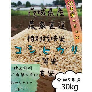 新米　玄米コシヒカリ 　30キロ　令和5年　お米　白米　精米　 茨城県産　関東圏(米/穀物)