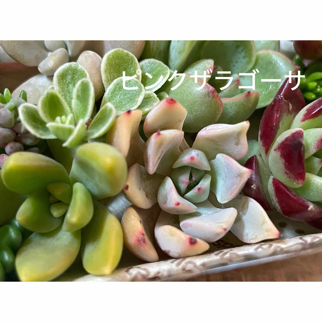 【SALE！】【カット苗②】多肉植物　エケベリアとセダムのあいのりお弁当 ハンドメイドのフラワー/ガーデン(その他)の商品写真