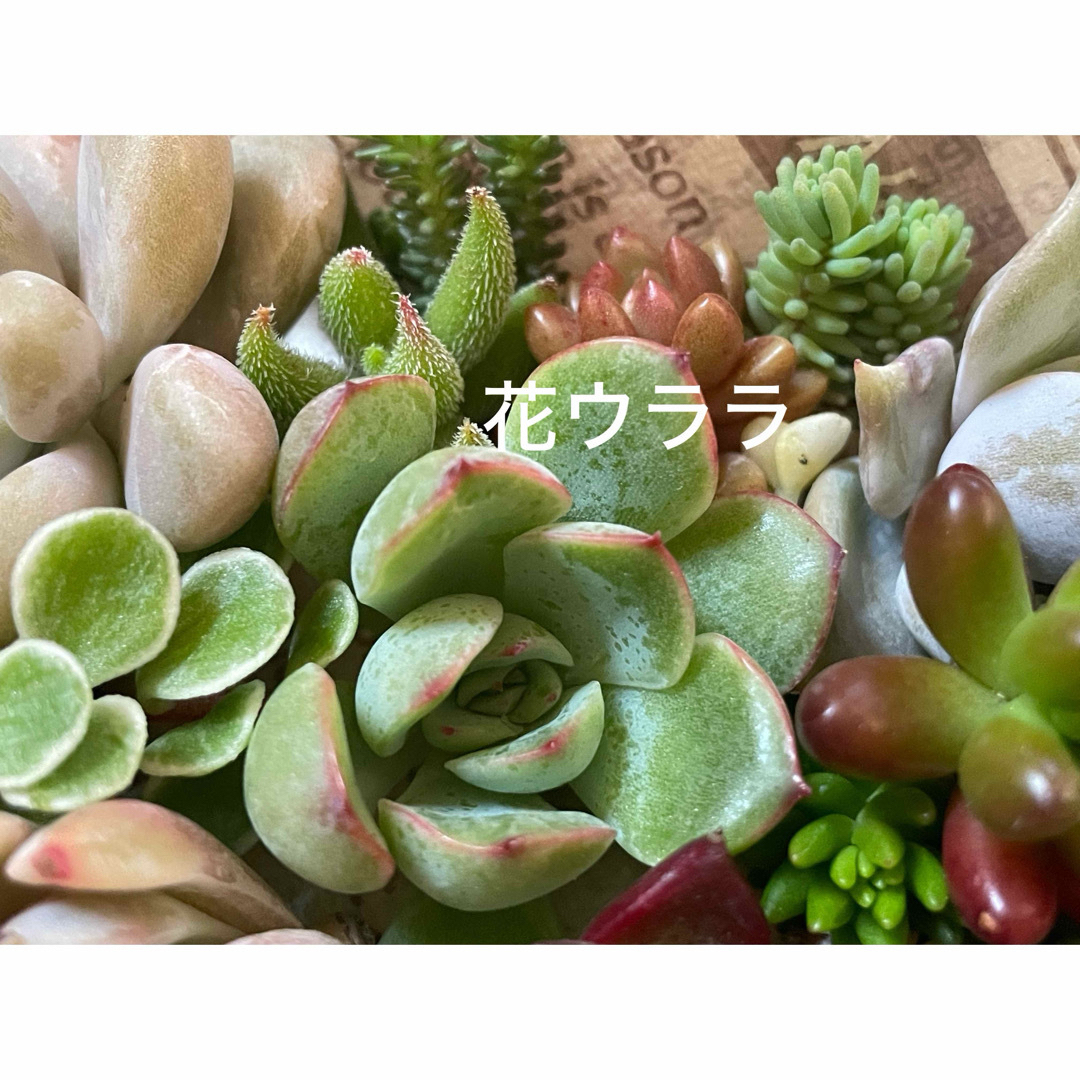 【SALE！】【カット苗②】多肉植物　エケベリアとセダムのあいのりお弁当 ハンドメイドのフラワー/ガーデン(その他)の商品写真