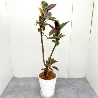 フィカス　ルビー　ストレート　15【現品】観葉植物(アニメ)