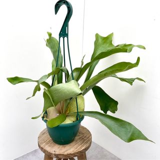 ビカクシダ　ネザーランド　7【現品】観葉植物　ハンギング