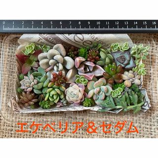 【カット苗③】多肉植物　エケベリアとセダムのあいのりお弁当(その他)