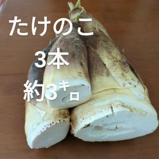 たけのこ 3本 約3㌔(野菜)