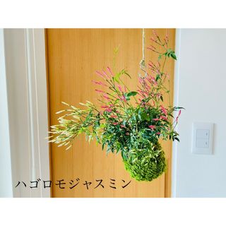 ハゴロモジャスミンの苔玉　ハンギング　ハーブ