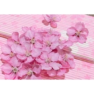 銀の紫陽花のお花畑で咲いた濃いピンクで美しい「河津桜」のドライフラワー30冠‼️(ドライフラワー)