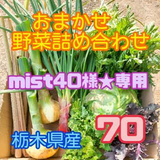 【数量・期間限定】おまかせ野菜詰め合わせBOX【M】