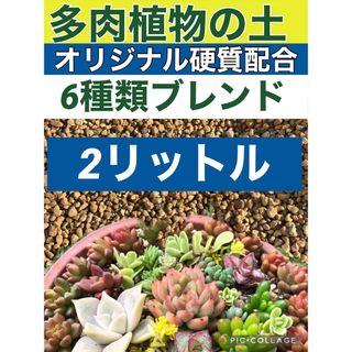 多肉植物の土2リットル　アガベ塊根エケベリアサボテンの土(その他)