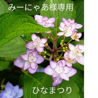 紫陽花ひな祭り根付き新芽1＋ニゲラの種orポリゴナムの種(プランター)