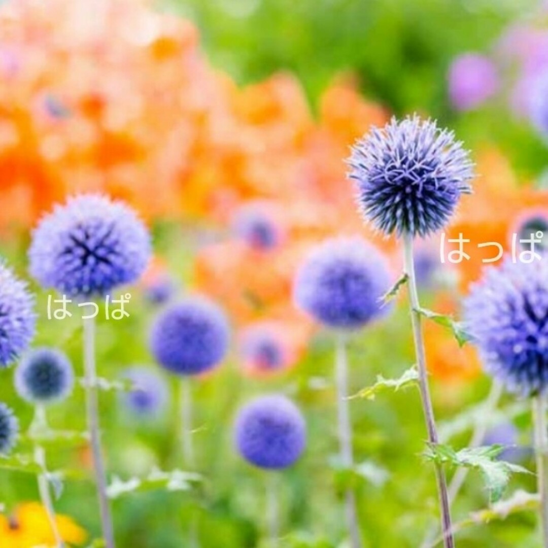 花の種 ルリタマアザミ 12粒 多年草 ハンドメイドのフラワー/ガーデン(その他)の商品写真