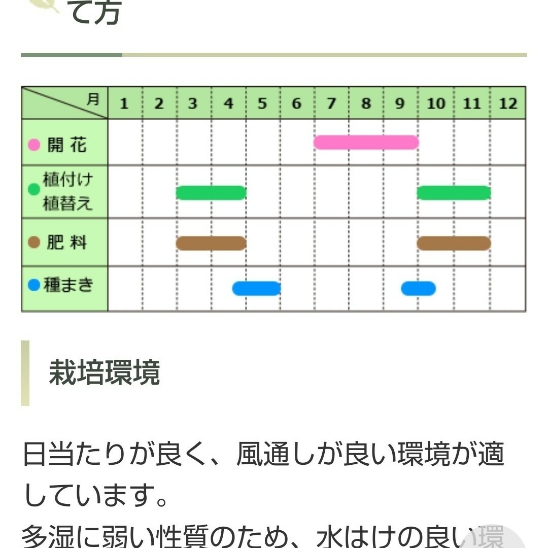 花の種 ルリタマアザミ 12粒 多年草 ハンドメイドのフラワー/ガーデン(その他)の商品写真