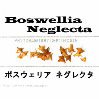 12月入荷 5粒 Boswellia neglecta ボスウェリア ネグレクタ(その他)