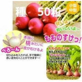 ＜野菜の種＞５０粒　もものすけ　サラダカブ　一代交配(プランター)