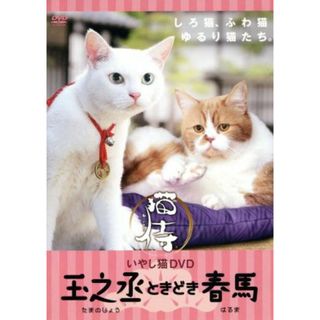 いやし猫　ＤＶＤ　猫侍　玉之丞ときどき春馬(趣味/実用)