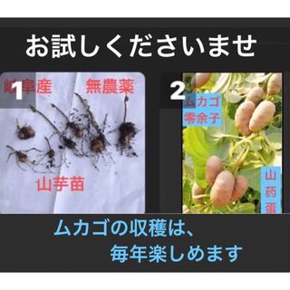  岐阜産  農薬や化学肥料や除草剤不使用、家庭菜園の  山芋苗 1セット  5苗(野菜)