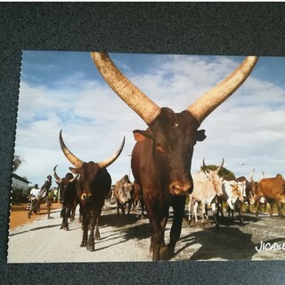 JICAポストカード スーダンの牛(印刷物)
