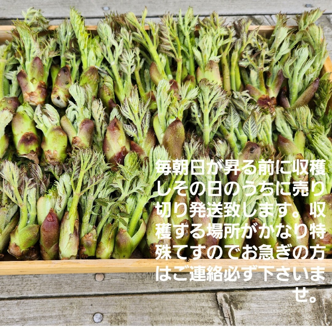 山形庄内鳥海山産　朝摘み天然たらの芽約200g　タラの芽　春野菜　山菜 食品/飲料/酒の食品(野菜)の商品写真