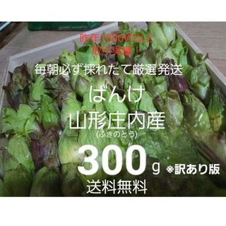 山形鳥海山産　朝摘み天然ばんけ約300g(訳ありふきのとう)蕗の薹　春野菜　山菜(野菜)