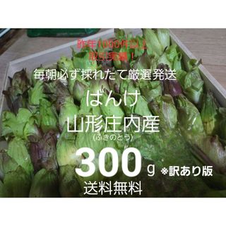 山形鳥海山産　朝摘み天然ばんけ約300g(訳ありふきのとう)蕗の薹　春野菜　山菜