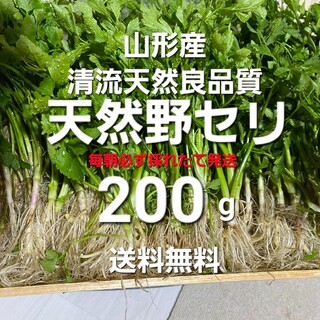 山形鳥海山清流産　天然朝摘みセリ約200g(せり)芹　セリ　春野菜　山菜(野菜)