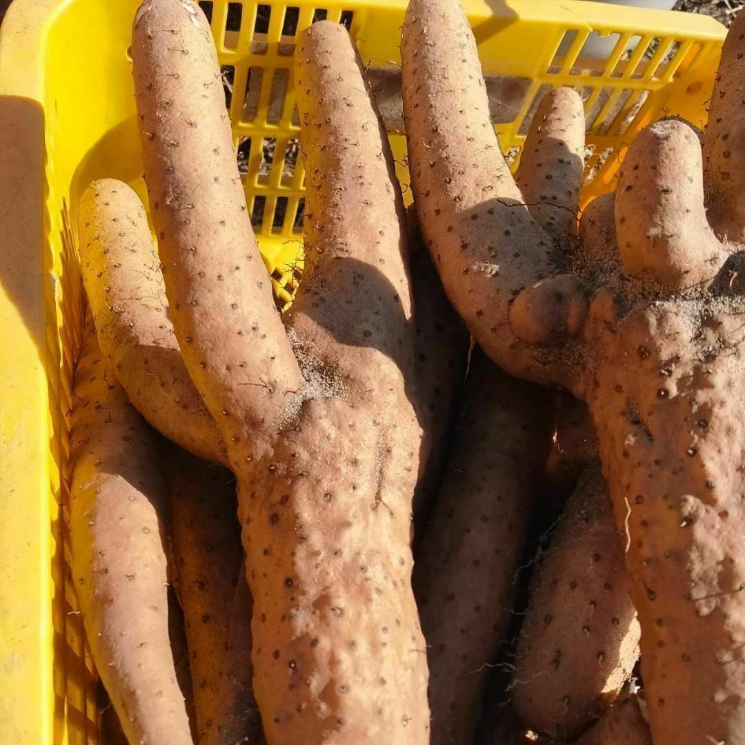 【家庭用】砂丘ながいも　長芋　とりたて 5kg程度　とろろ　ねばり　山芋 食品/飲料/酒の食品(野菜)の商品写真