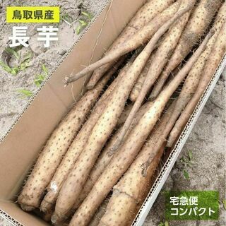 【鳥取県産】砂丘ながいも 1kg 長芋 とりたて ながいも とろろ　コンパクト(野菜)