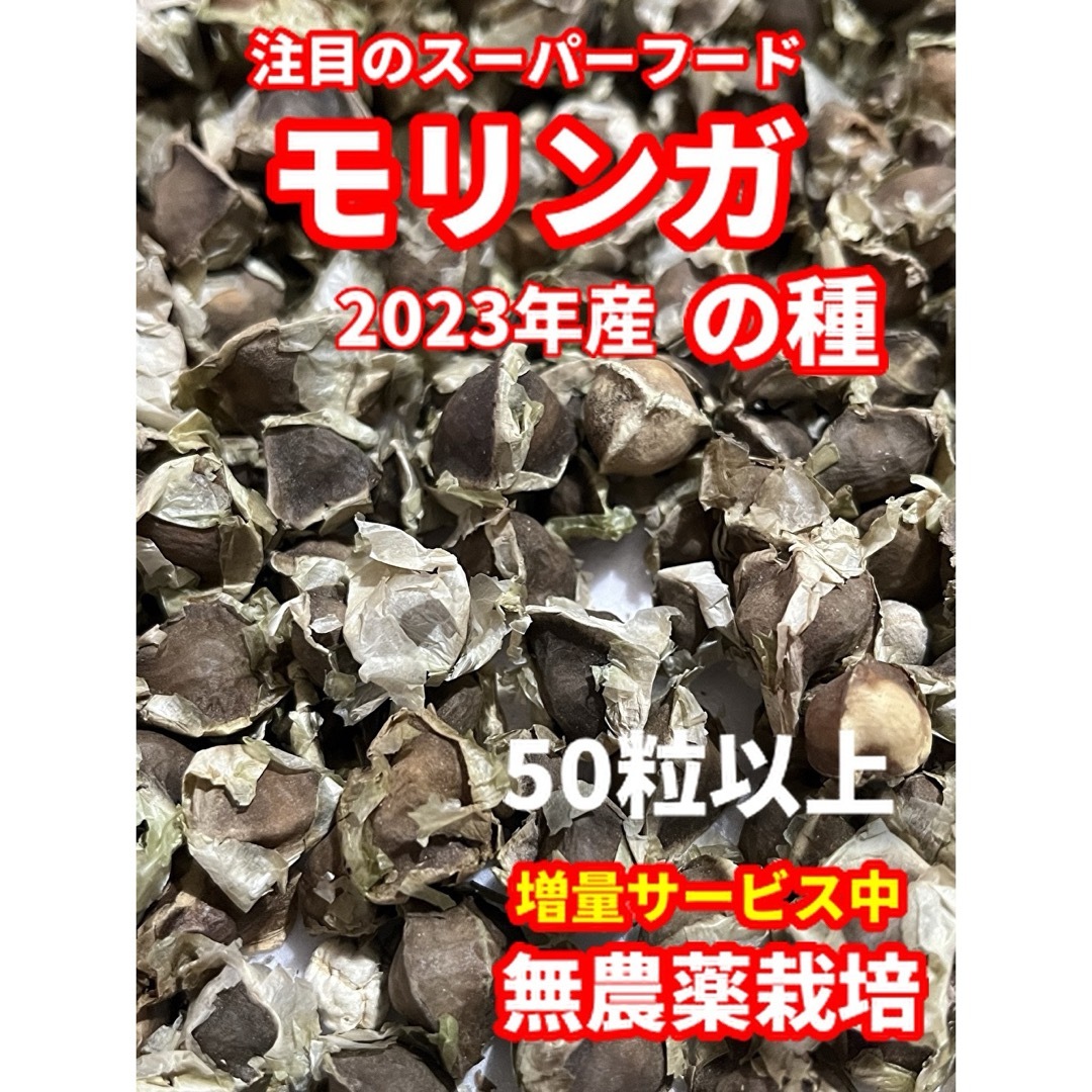 モリンガ種【50粒以上】★農薬:栽培期間中不使用★ベトナムの栽培方法記載 ハンドメイドのフラワー/ガーデン(その他)の商品写真