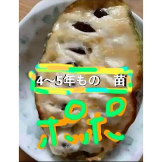 ポポ　苗1つ(プランター)