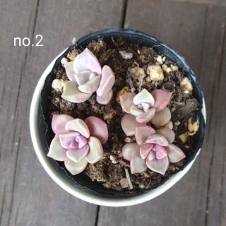 no.2多肉植物パープルディライト葉挿し抜き苗(その他)