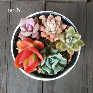 no.5多肉植物抜き苗5種セット(その他)