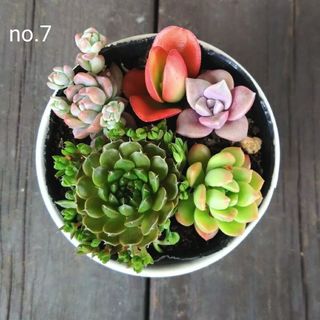 no.7多肉植物抜き苗5種セット(その他)