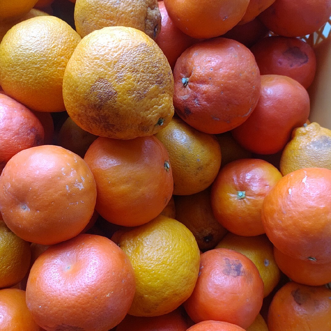 和歌山産柑橘類詰め合わせ５kg 食品/飲料/酒の食品(フルーツ)の商品写真