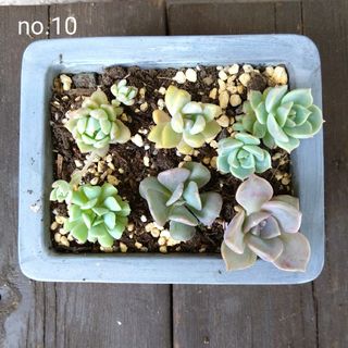 no.10多肉植物葉挿し抜き苗6種セット(その他)