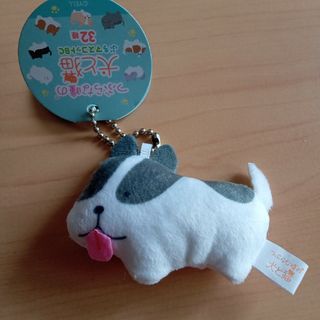 ●【新品】つぶらな瞳の犬と猫　ぷちマスコット●(キャラクターグッズ)