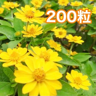 花の種　メランポジュウム（メランポジューム、メランポジウム）(その他)