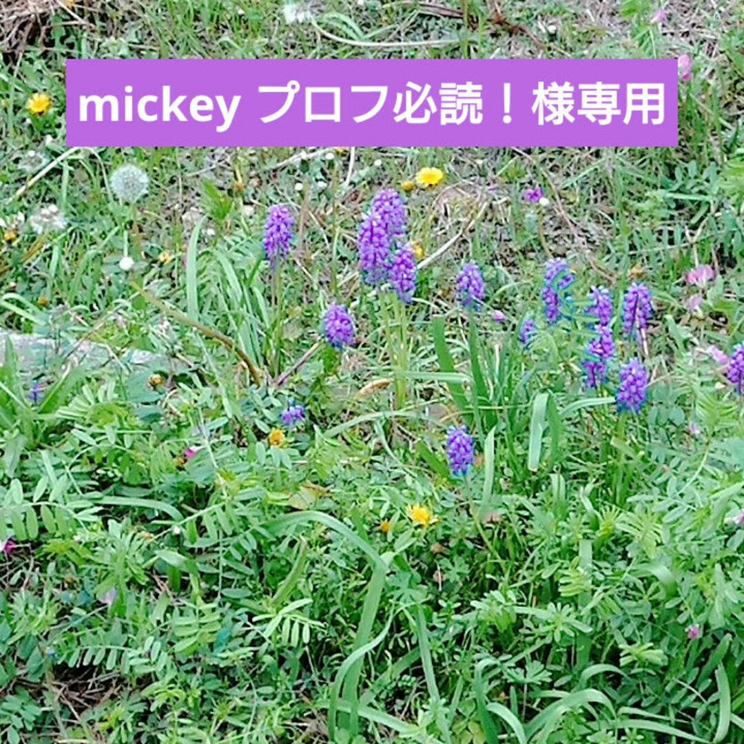 CEZANNE（セザンヌ化粧品）(セザンヌケショウヒン)のmickey プロフ必読！様専用 コスメ/美容のベースメイク/化粧品(アイシャドウ)の商品写真